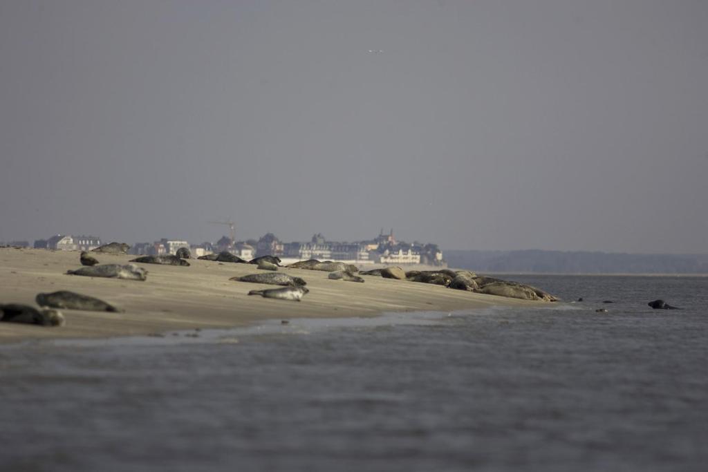 Logis Auberge De La Dune - Hotel & Restaurant Le Crotoy Zewnętrze zdjęcie